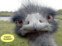 Struzzo1